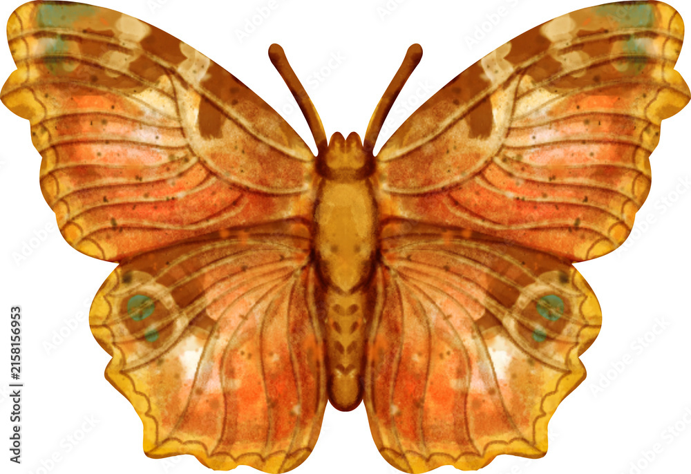 Naklejka premium Peacock Butterfly Watercolor Clip Art