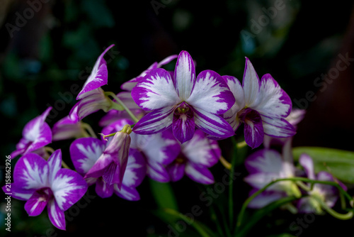 Foto Purple and White Dendrobium Orchids are blooming on a dark background