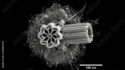 Centriole microtubule barrel structure, nanometer scale electron micrograph showing centrosome organelle component, essential protein assembly regulating eukaryotic cell division cycle.