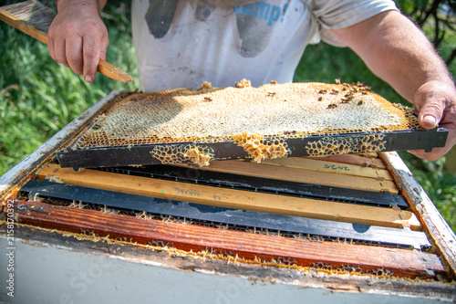 Bee hive frame