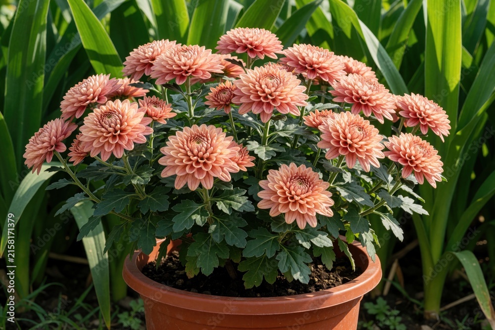 Naklejka premium Pink chrysanthemum multiflora plant blooms in brown pot. Many flowers with detailed petals grow outdoors in natural light. Green leaves surround colourful blossoms.