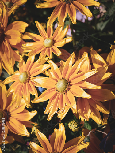 Fine art floral composition featuring multiple Rudbeckia flowers in warm golden, peach and amber tones. Natural sunlight creates highlights and shadows across the petals, forming a rich botanical gard