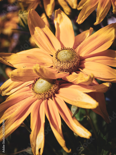 Fine art close-up of two Rudbeckia flowers in warm golden, peach and amber tones. Natural sunlight and selective focus emphasize the textured flower centers and layered petals, creating an atmospheric