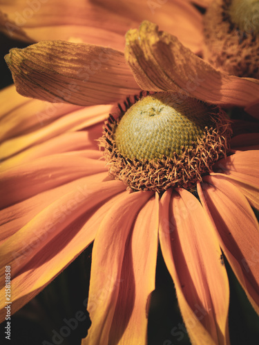 Fine art macro of a Rudbeckia flower featuring a prominent textured green center surrounded by warm peach, copper and golden petals. Dramatic natural light emphasizes the organic structure and creates
