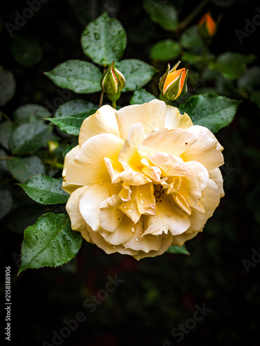 Obraz w ramie Beautiful Roses