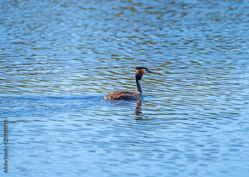 A Great Crested Grebe Swimming in a Wetland Lake