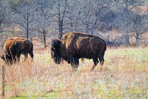 American Bison Grazing in a Grassland