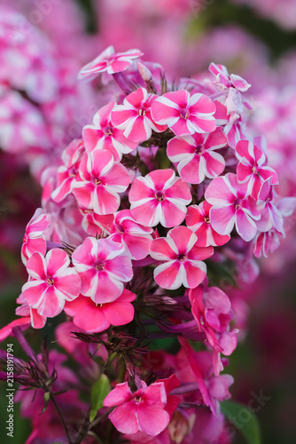 Obraz na plátně Phlox paniculata also fall phlox, garden phlox, perennial phlox,  summer phlox, and panicled phlox