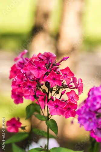 Fotografie Phlox paniculata also fall phlox, garden phlox, perennial phlox,  summer phlox, and panicled phlox
