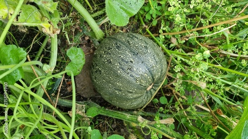 styrian oil pumpkin