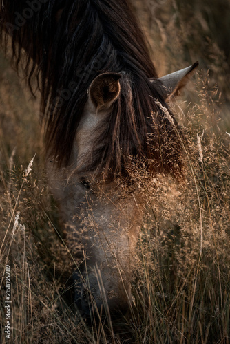 Close-up natural portrait of a grazing horse head partly hidden by tall dry grass, long mane falling over its face in warm low light