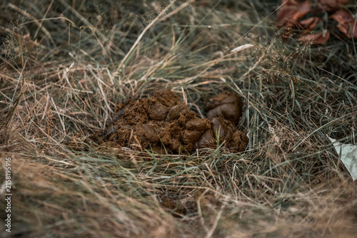 Canvastavla Close-up of animal feces in dry grass on the ground outdoors, natural outdoor sc