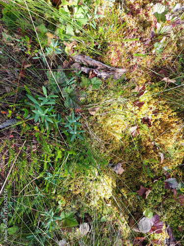 Top view of primeval forest ground covered with diverse moss wild grass and old tree bark