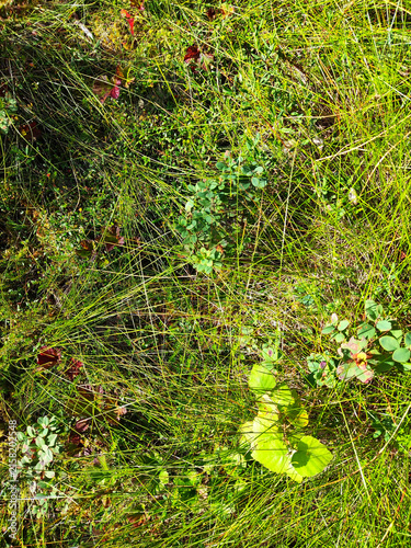 Top view of primeval swamp ecosystem with wild grass and sphagnum moss texture