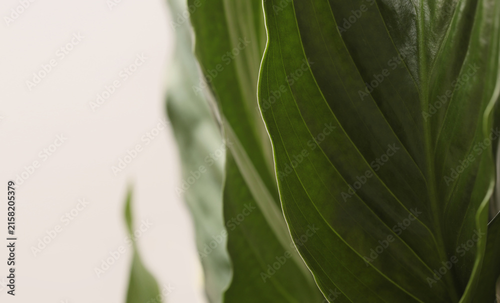 Fototapeta premium Close-up Selective soft focus close-up spathiphyllum Green Leaf. Natural background