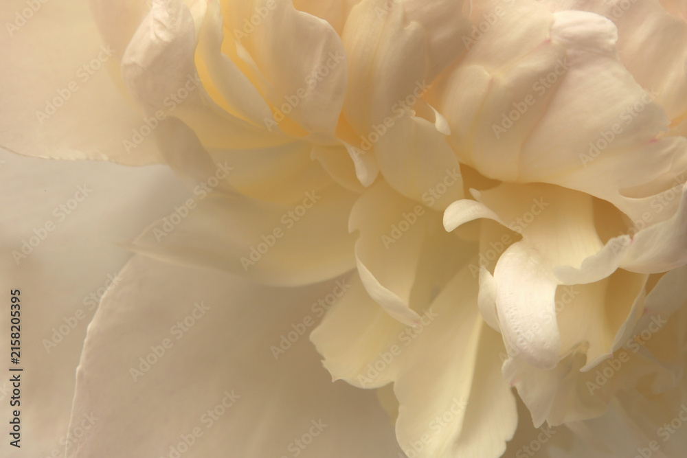 Fototapeta premium Close-up macro cream Beige white Peony Flower bud Petals. Natural art smoke light and shadow background.