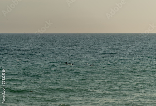 Pod of dolphins near the shore in Goleta, Santa Barbara County, Southern California
