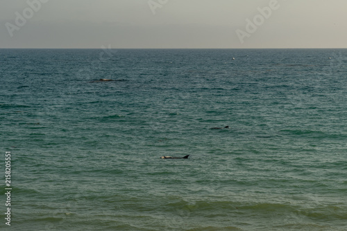 Canvastavla Dolphin mother trying to keep her lifeless calf above the water surface with oth