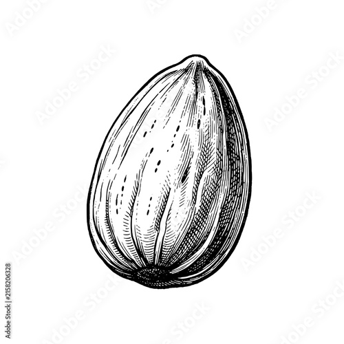  Single almond nut Hand-drawn vintage engraving illustration