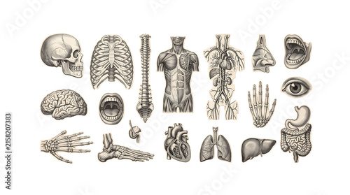 Vintage anatomical illustrations of human body parts isolated on transparent background