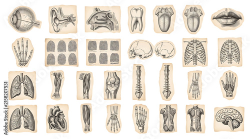 Set of vintage anatomical illustrations of human body parts and organs isolated on transparent background