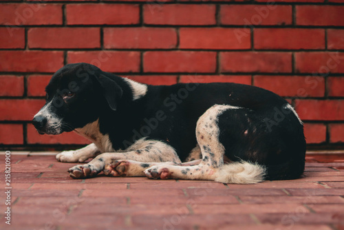 Konstfotografi Black and white stray dog resting on paved ground against a red brick wall at Chandrima Uddyan Park