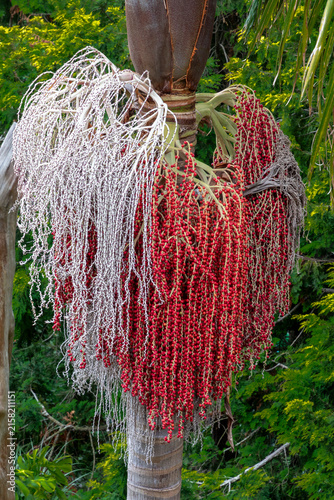 closeup of the red and white infructescence growing on a bangalow palm tree
