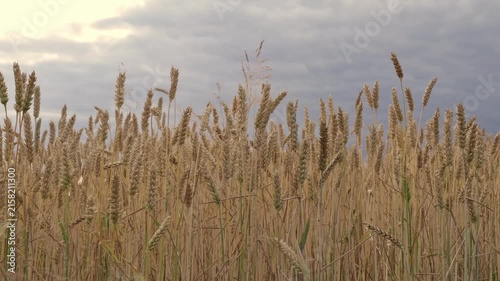 Tall stalks of wheat move slowly in the wind in a field. Dark clouds gather above the field while the sun shines through. The landscape shows a rural setting