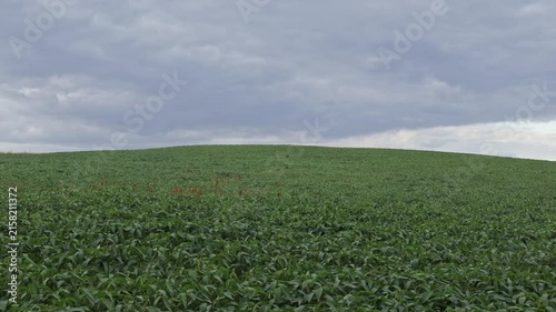 Crops are growing in a green field as clouds cover the sky. This takes place in a rural area during the daytime. The field appears full and healthy