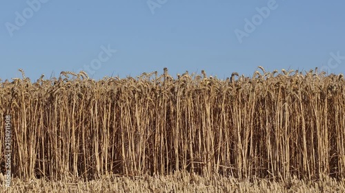 Farmers work in a field of wheat during the day. The golden stalks stand tall against the blue sky as the harvest season is in full swing