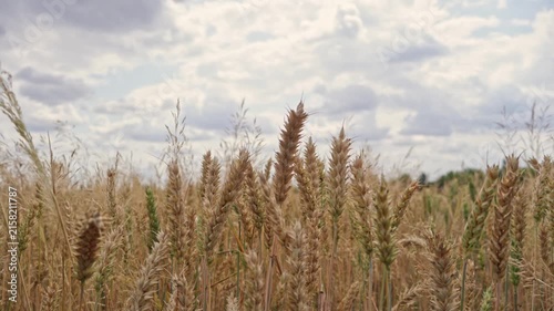 Wheat plants grow tall in the field with a cloudy sky above. The sun shines down, highlighting the golden color of the crops. Wind moves through the wheat gently