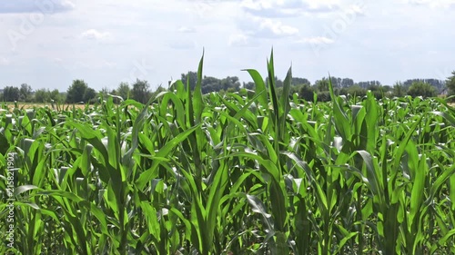 Growing corn plants fill the field with green leaves under a bright sky. The sun shines on the crop in a rural location during the summer season