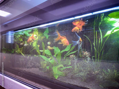 Aquarium Life in Green Habitat