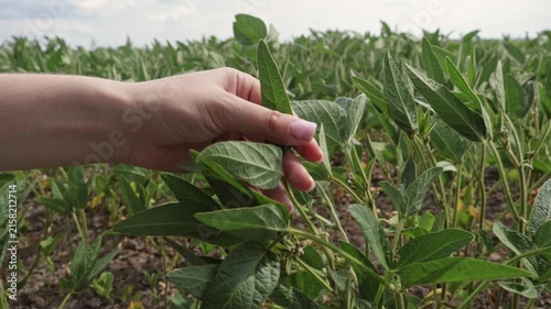 A hand reaches out to inspect soybean plants growing in a field. The sun shines down, and the plants are green and healthy. A farmer checks the crop for growth and pests