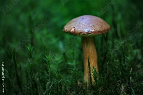 Foto Birkenpilz