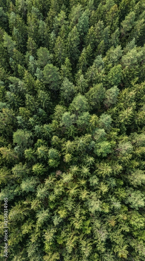 Fototapeta premium Aerial top down view of a dense coniferous forest