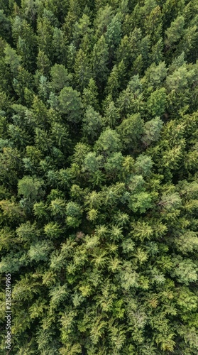 Aerial top down view of a dense coniferous forest