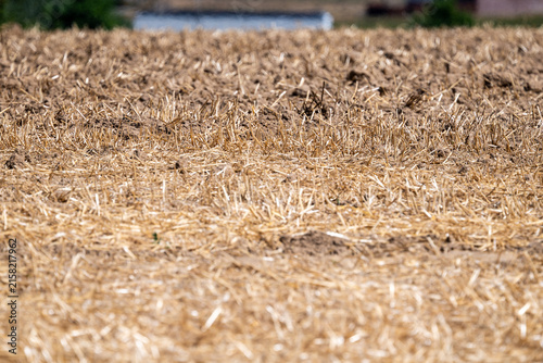 Golden harvested grain field in Zarlardinge