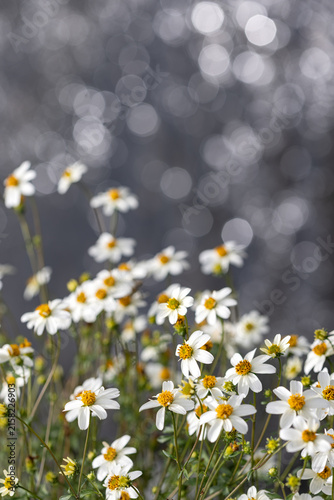 White wild daisies blooming against a sparkling grey bokeh light background