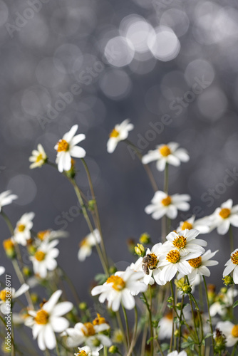 Diligent honeybee pollinating delicate white wild daisies against a sparkling grey bokeh background
