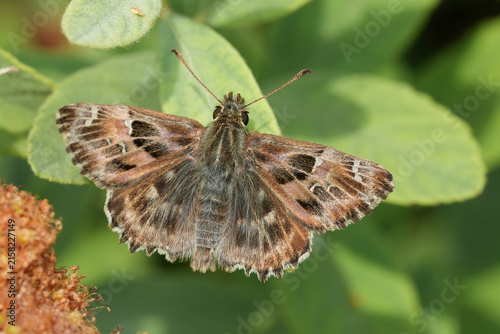 Foto Closeup on a brown small fresh emerged Mallow skipper , Carcharodus alceae, with