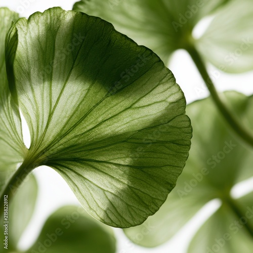 Translucent Green Leaf Details