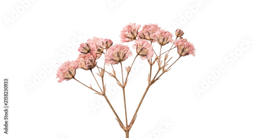 Delicate dried pink flowers on thin stems against a white background