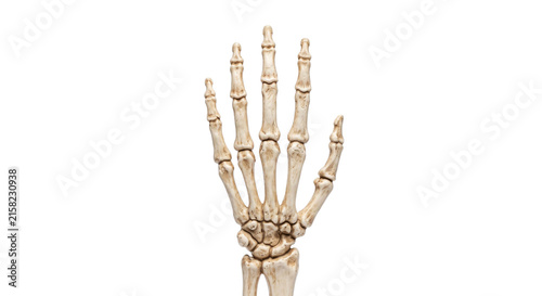 Cuadro en lienzo Close-up of a realistic human skeleton hand with articulated fingers and wrist b