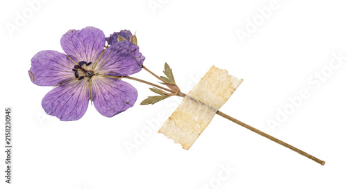 Foto Pressed purple flower specimen with tape on stem for botanical study