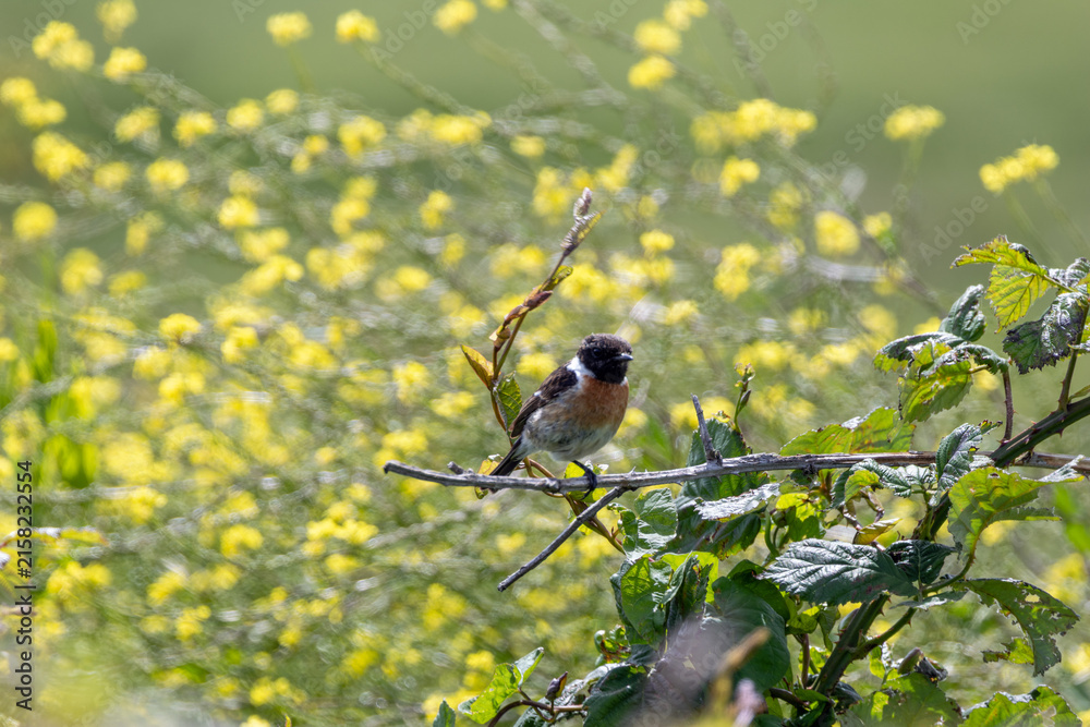 Fototapeta premium Male European stonechat among yellow flowers