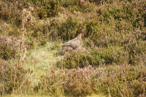 Red Grouse (lagopus scotica) at Surrender Bridge, Swaledale, Yorkshire Dales, North Yorkshire, UK