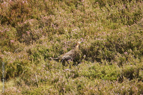 Red Grouse (lagopus scotica) at Surrender Bridge, Swaledale, Yorkshire Dales, North Yorkshire, UK