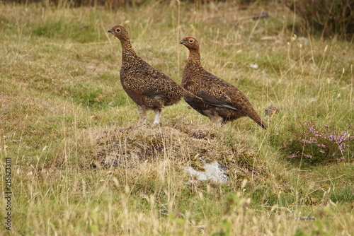 Red Grouse (lagopus scotica) at Surrender Bridge, Swaledale, Yorkshire Dales, North Yorkshire, UK