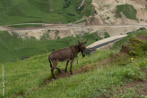 Solitary donkey grazes on grassy hillside near winding road